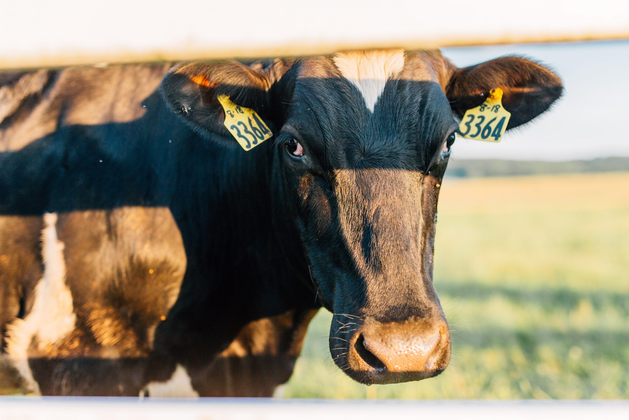 As Melhores Raças de Gado Leiteiro