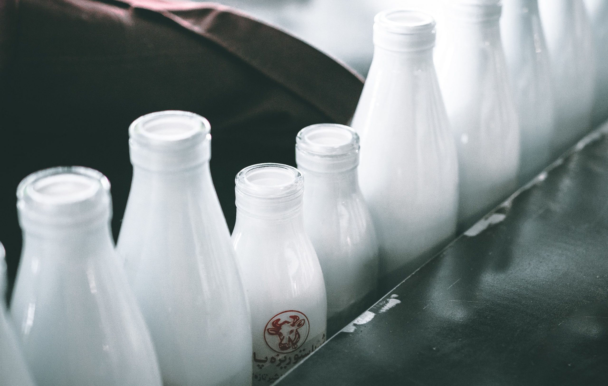 O Cruzamento Melhora a Produção de Leite da Raça Gir?