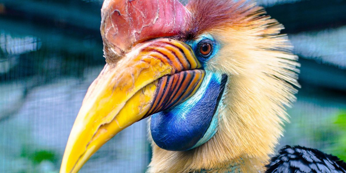 Transforme Seu Lar: O Guia Essencial de Cuidados para Aves e Roedores – Dicas Imperdíveis para Pets Não Convencionais!