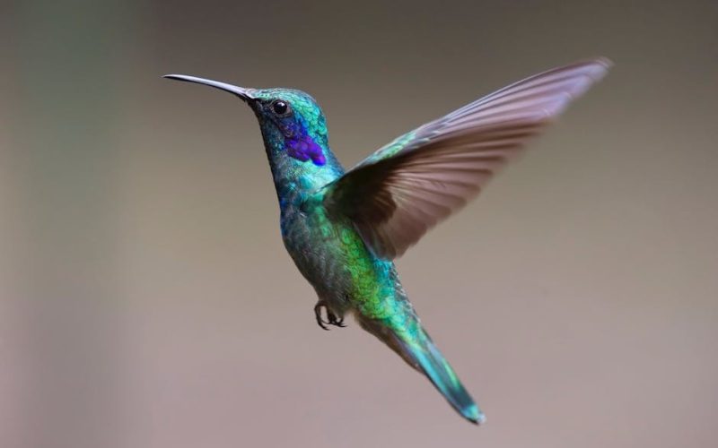 Doenças de Aves: Como Prevenir Coccidiose e Newcastle de Forma Eficaz