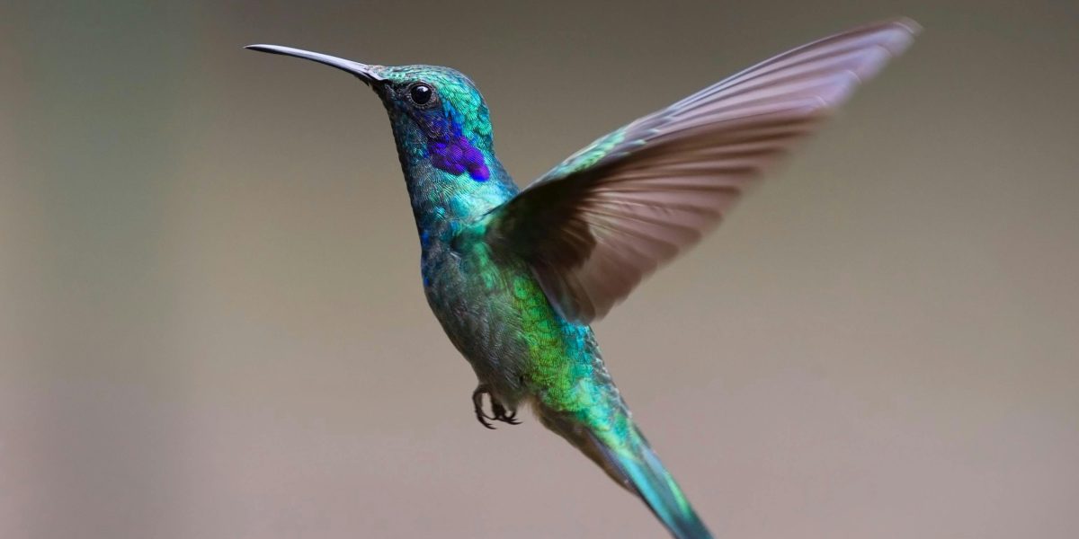 Rações para Aves de Postura: Maximizando a Qualidade e Número de Ovos