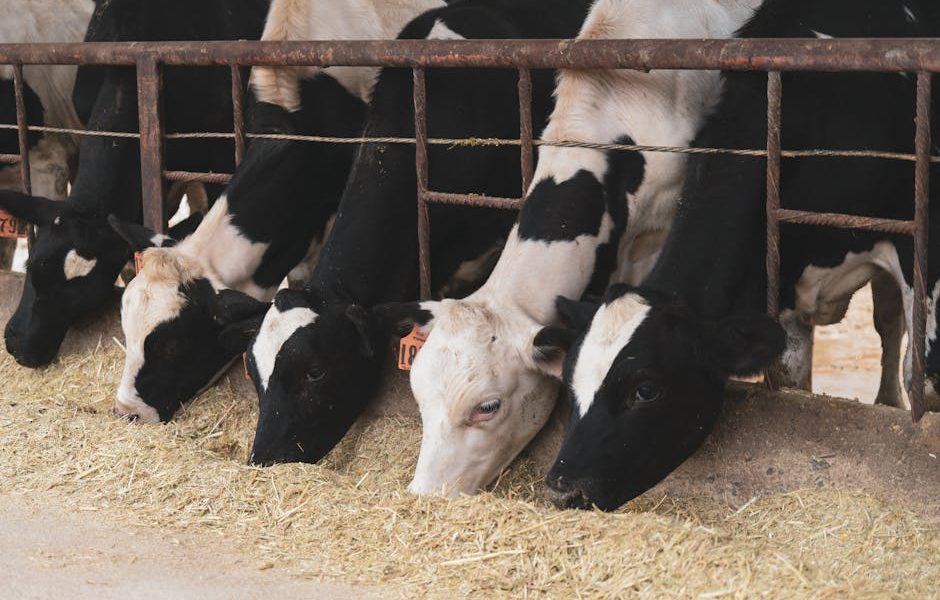 Estratégia de Cocho: Otimizando o Acesso e o Consumo de Ração pelo Gado