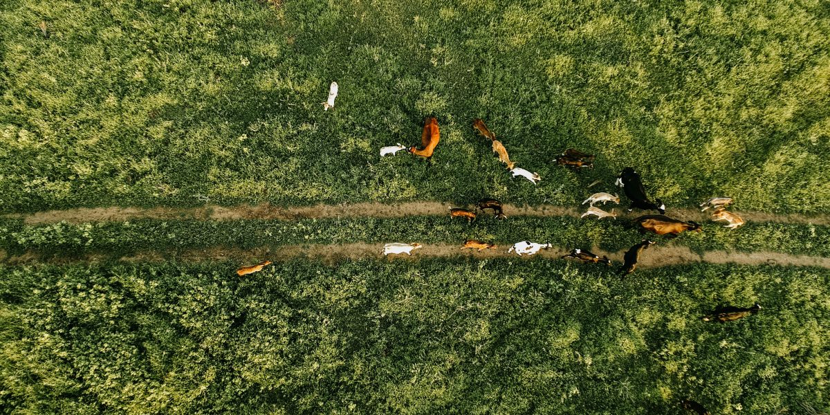 Maximize a Alimentação do Seu Gado: Dominando a Estratégia de Cocho para Otimizar Acesso e Consumo de Ração!