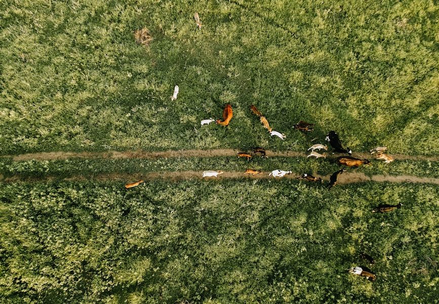 Agritech na Pecuária Brasileira: Descubra 5 Tecnologias Que Estão Revolucionando o Setor!