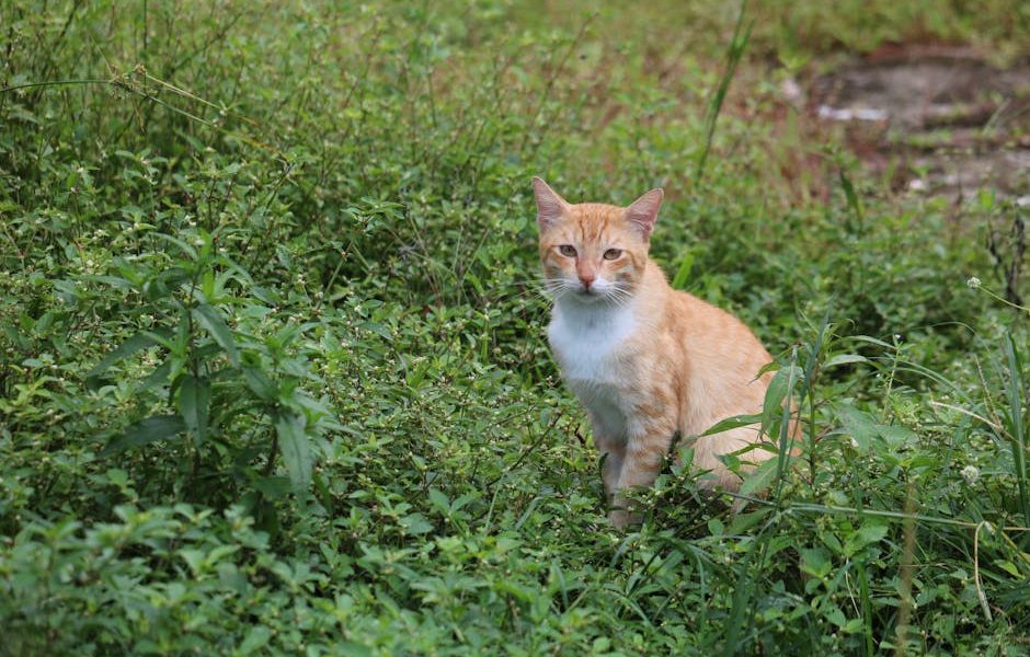 Os Melhores Brinquedos para Pets: O Guia Definitivo de Estímulo para Cada Fase da Vida!