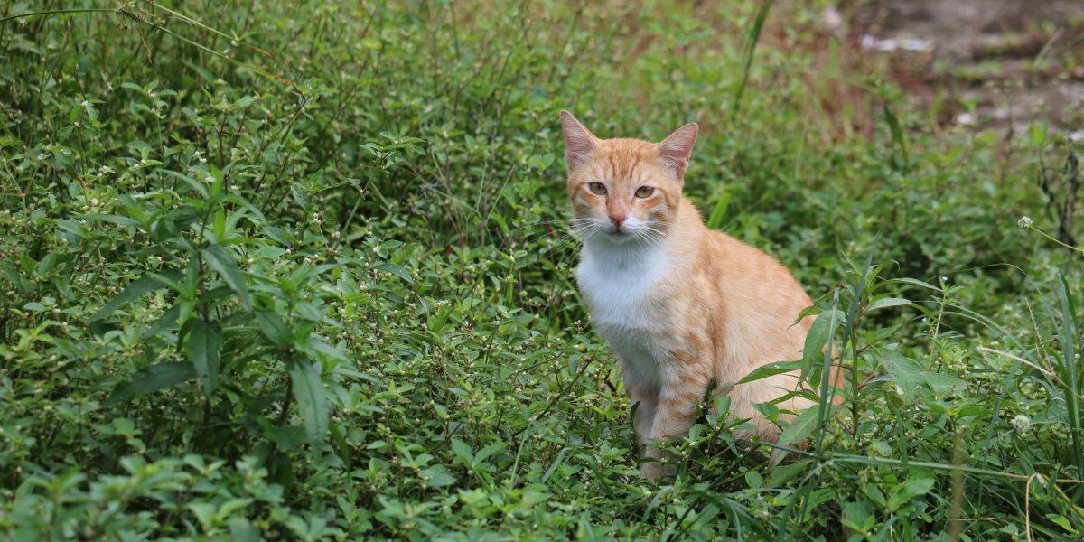 Descubra Como Ler o Rótulo da Ração de Alto Nível e Garanta o Melhor para Seu Pet!