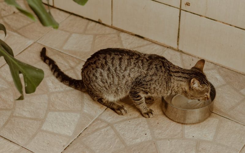 Evite Problemas Renais em Gatos: A Importância Vital da Hidratação para Seu Felino!