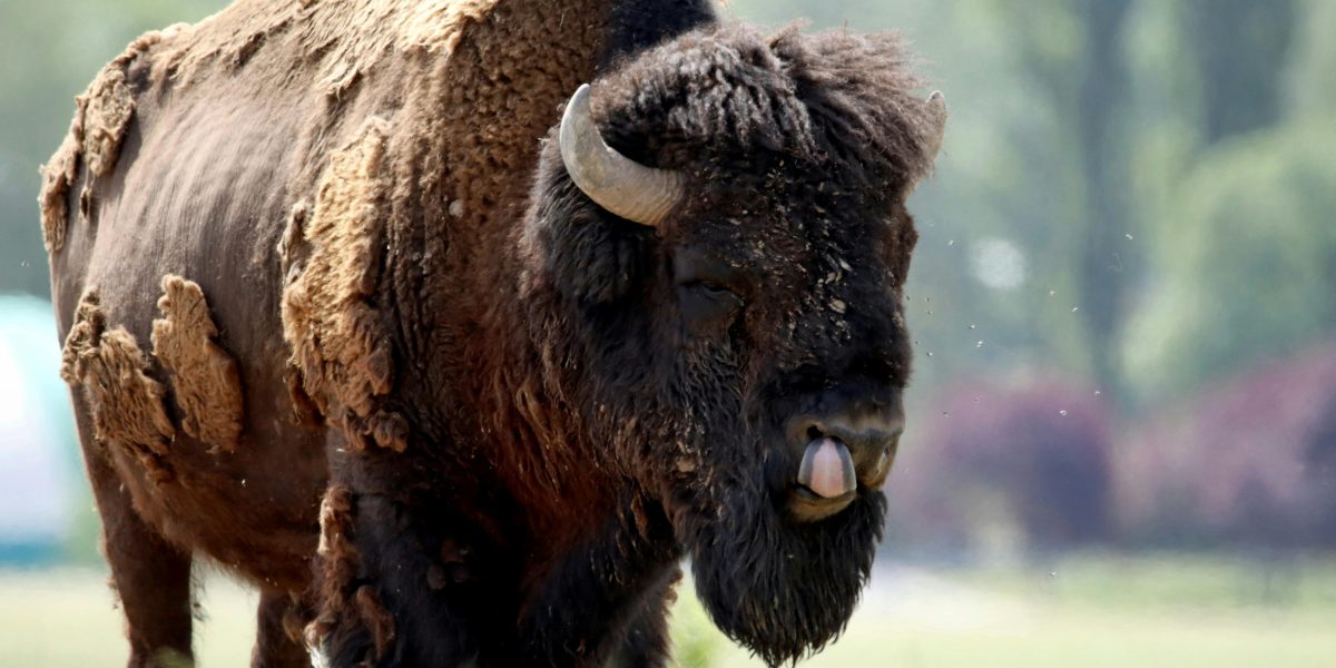 Descubra os Segredos da Qualidade do Leite: CCS, CBT e Boas Práticas de Ordenha que Transformam!