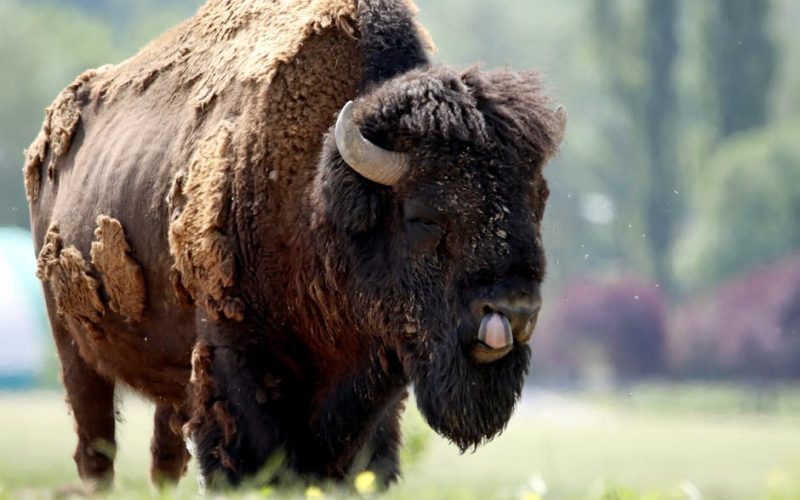 Papilomatose Bovina: Entenda e Controle as Verrugas no Seu Rebanho