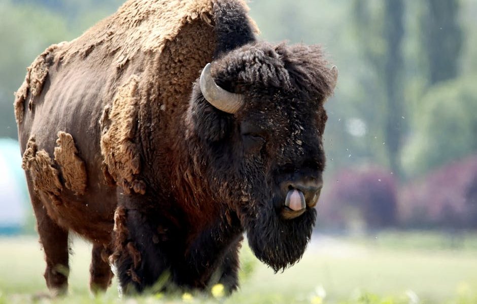 Papilomatose Bovina: Entenda e Controle as Verrugas no Seu Rebanho