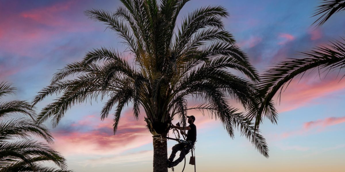 Descubra as Melhores Práticas e Tipos de Ferramentas de Castração Segura para Proteger seu Pet!