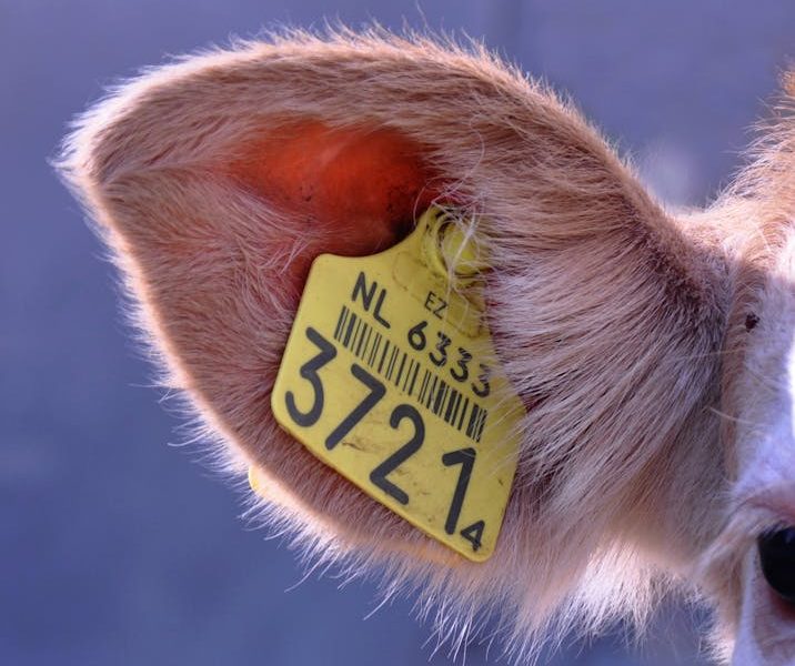 Descubra Qual é o Melhor para Seu Rebanho: Brincos ou Chips na Análise Comparativa de Sistemas de Identificação de Gado!