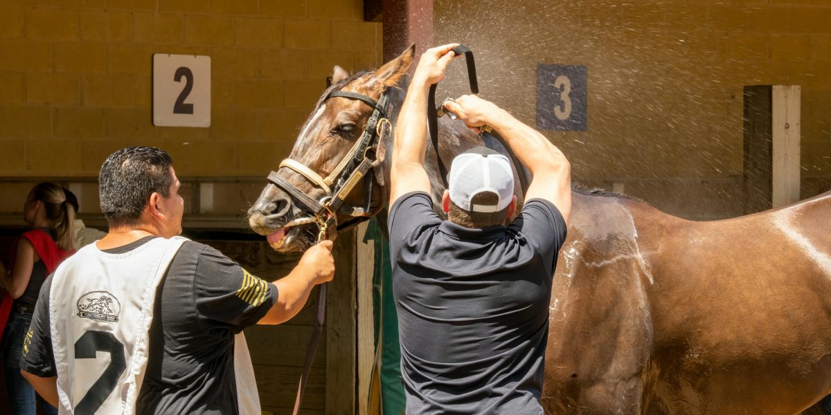 Maximize a Segurança e Saúde dos Seus Animais: Dicas Essenciais de Limpeza e Desinfecção de Galpões e Estábulos para Produtores Rurais!