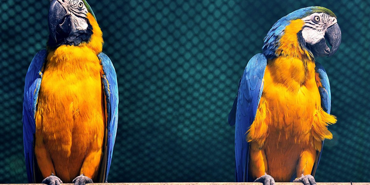 Rações para Aves de Postura: Maximizando a Qualidade e Número de Ovos