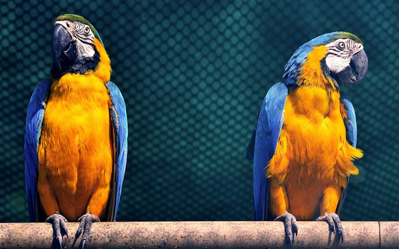Rações para Aves de Postura: Maximizando a Qualidade e Número de Ovos