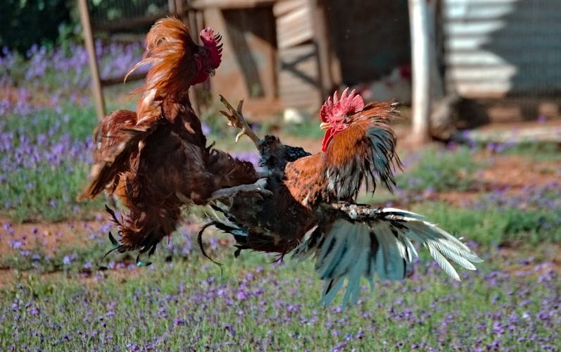 Guia Completo: Como Fazer o Combate de Formigas Cortadeiras na Propriedade Rural