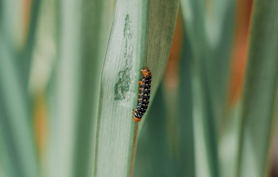 Rações Balanceadas para Suínos: O Segredo Para Potencializar Ganho de Peso e Garantir Qualidade Superior!