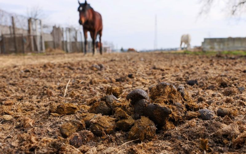 Fertilidade de Equinos: Como Identificar Problemas Reprodutivos Comuns para Melhorar a Saúde do Seu Rebanho