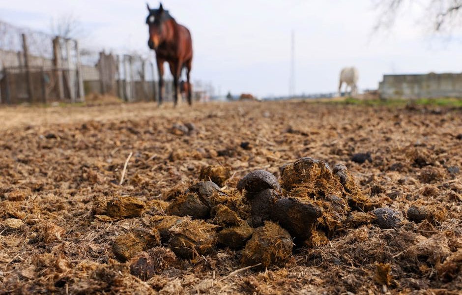 Fertilidade de Equinos: Como Identificar Problemas Reprodutivos Comuns para Melhorar a Saúde do Seu Rebanho