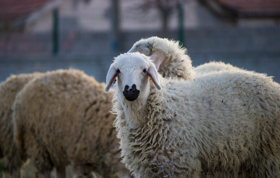 Guia Completo de Vacinação para Caprinos e Ovinos: Proteja seu Rebanho!