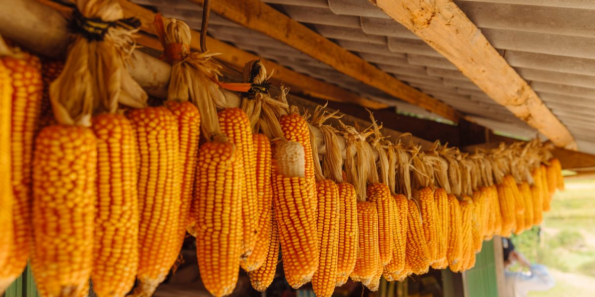 Bioestimulantes Agrícolas: Como Aumentar a Resistência da Lavoura e Maximizar a Produtividade