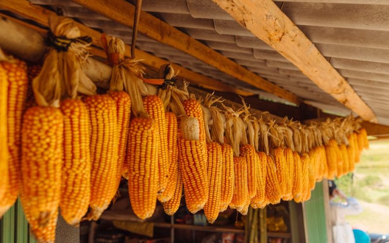 Descubra Como Acessar o Pronaf: Financiamento Agrícola e Linhas de Crédito