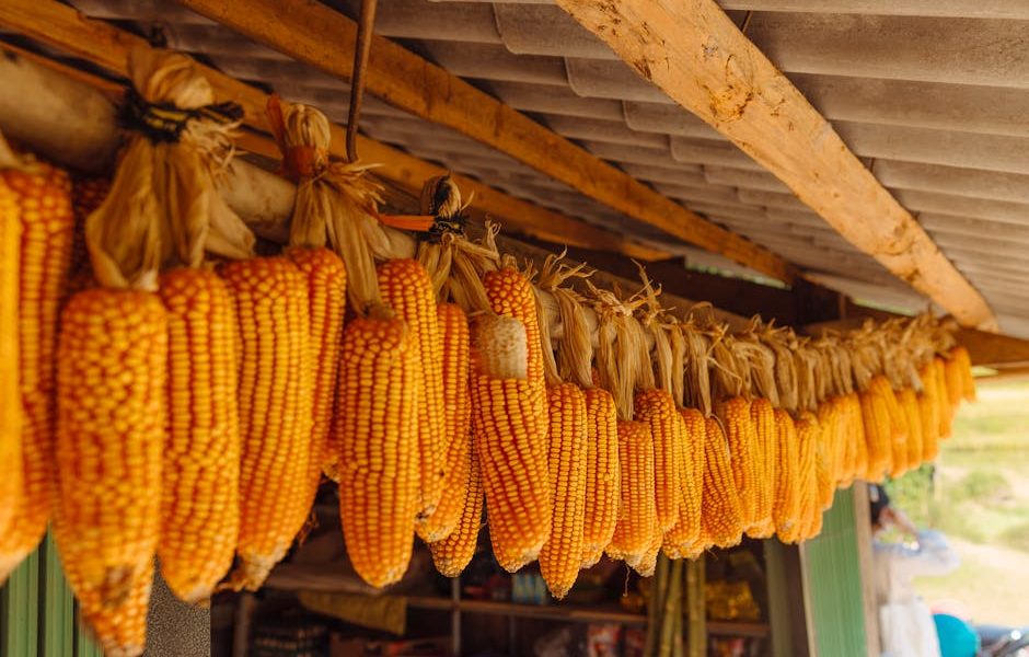 Descubra Como Acessar o Pronaf: Financiamento Agrícola e Linhas de Crédito