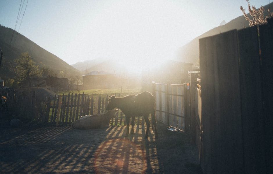 Bioeconomia e Sustentabilidade: Desvendando o Futuro Verde da Criação de Gado de Baixo Carbono! 🌱🐄