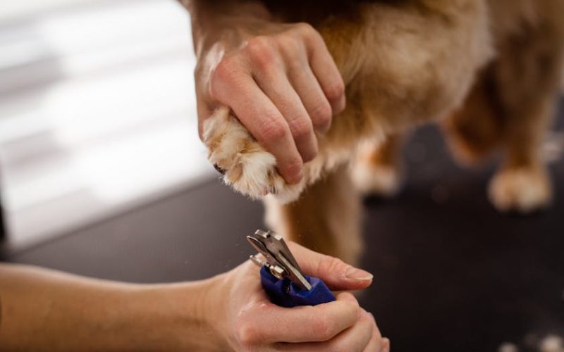 Descubra o Que Acontece: Segurança e Transparência no Banho e Tosa do Seu Pet!