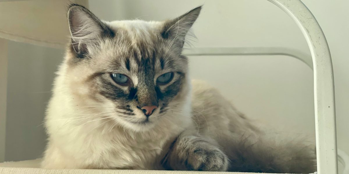 Adote um Mascote: Inspirações de Histórias Reais que Transformam Vidas com Atendimento Especializado!