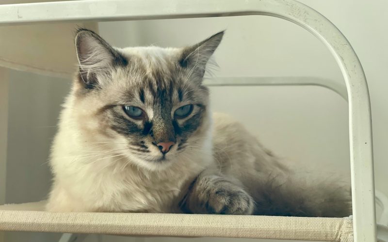 Adote um Mascote: Inspirações de Histórias Reais que Transformam Vidas com Atendimento Especializado!