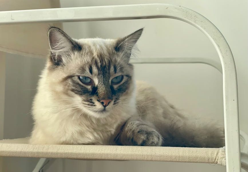 Tratamento de Feridas em Bovinos e Cavalos: Dicas Eficazes para Acelerar a Recuperação