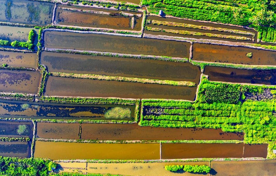 Descubra as Melhores Técnicas de Drenagem do Solo para Transformar Seu Jardim!