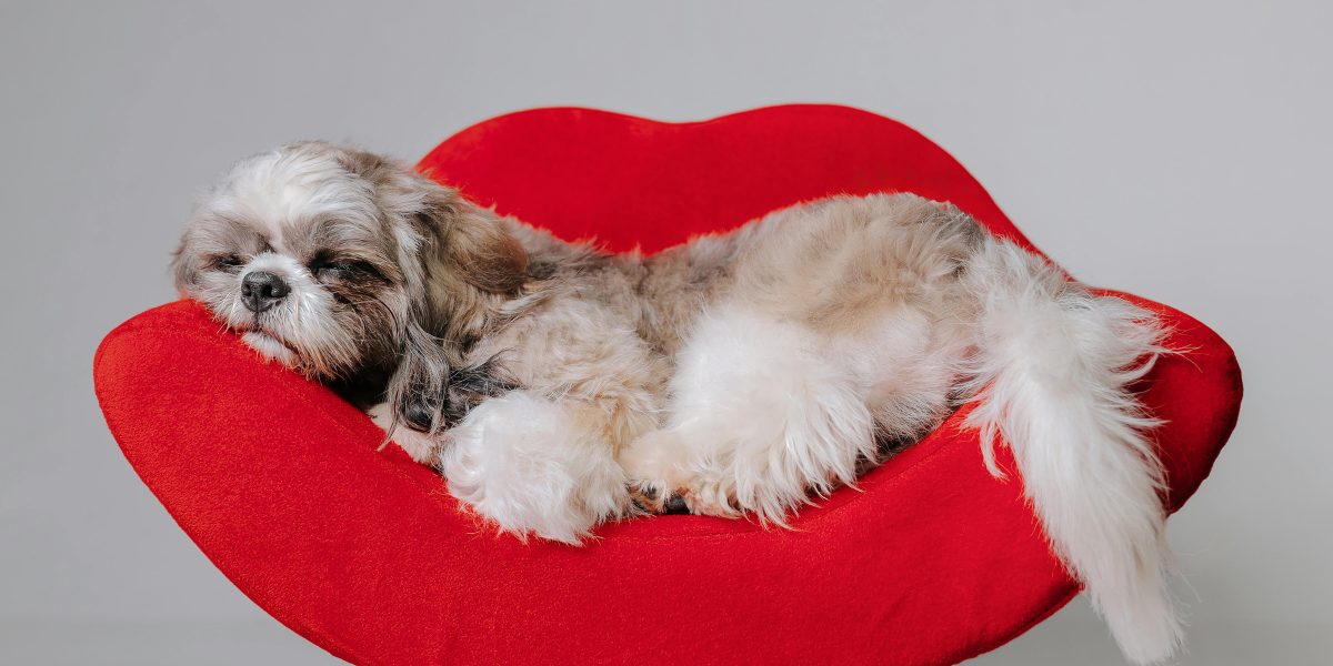 Dicas Infalíveis: Como Cortar as Unhas do Seu Cachorro Sem Estresse! 🐾✂️