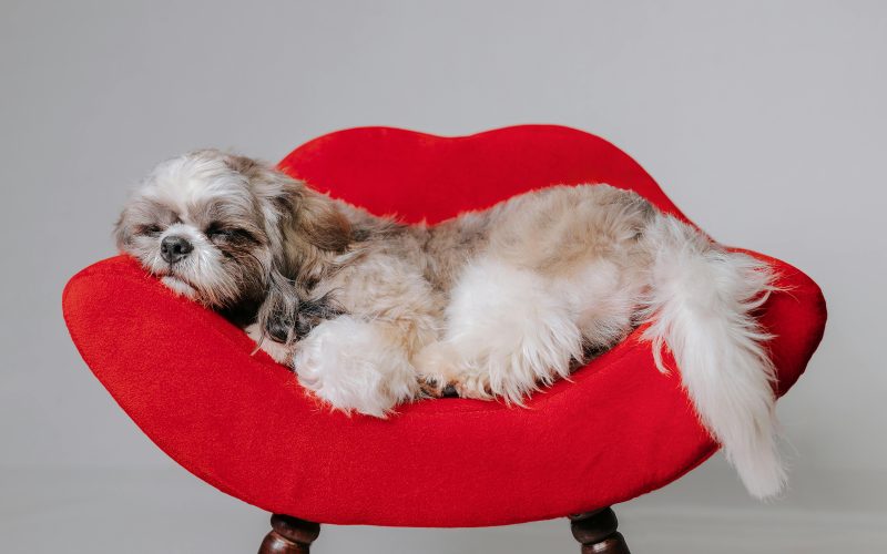 Dicas Infalíveis: Como Cortar as Unhas do Seu Cachorro Sem Estresse! 🐾✂️