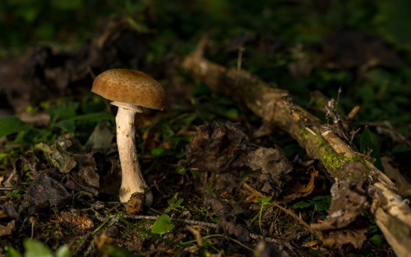 Pragas Estruturais: Como Identificar e Tratar Brocas e Fungos em Madeira
