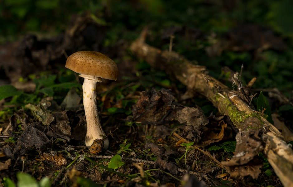 Pragas Estruturais: Como Identificar e Tratar Brocas e Fungos em Madeira