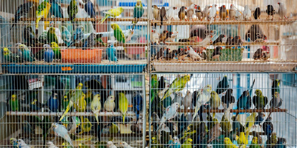 Guia Completo de Biosseguridade para Avicultura: Como Prevenir Doenças Respiratórias Eficazmente