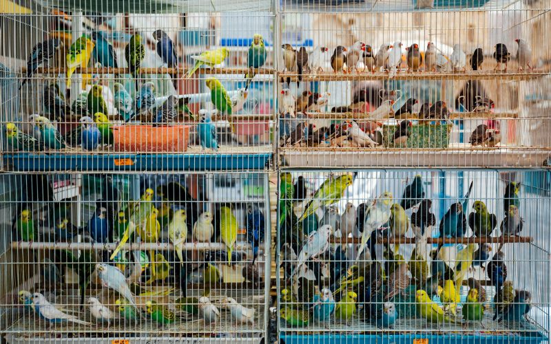 Guia Completo de Biosseguridade para Avicultura: Como Prevenir Doenças Respiratórias Eficazmente