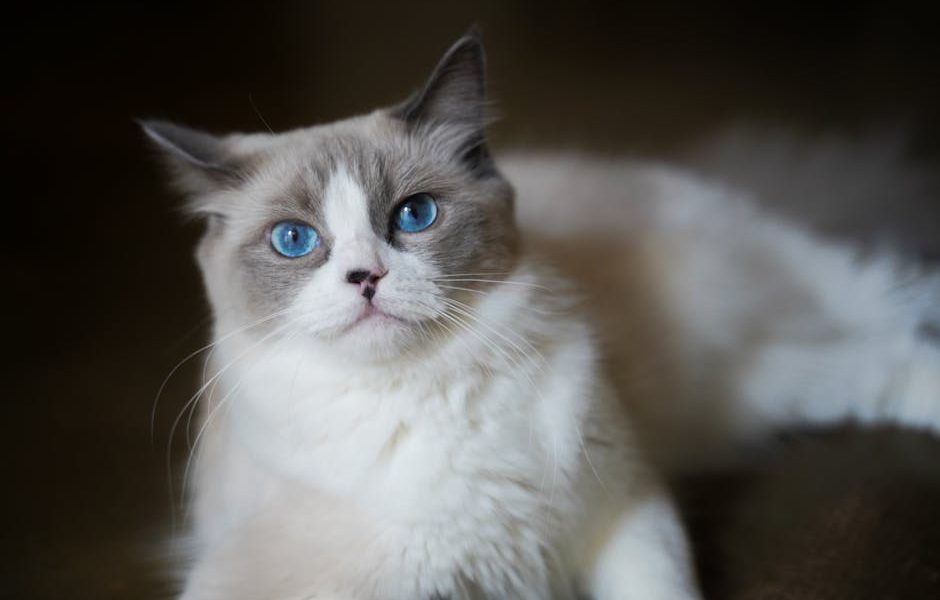 5 Dicas Infalíveis Para Resolver o Problema do Seu Gato Que Parou de Usar a Caixa de Areia!