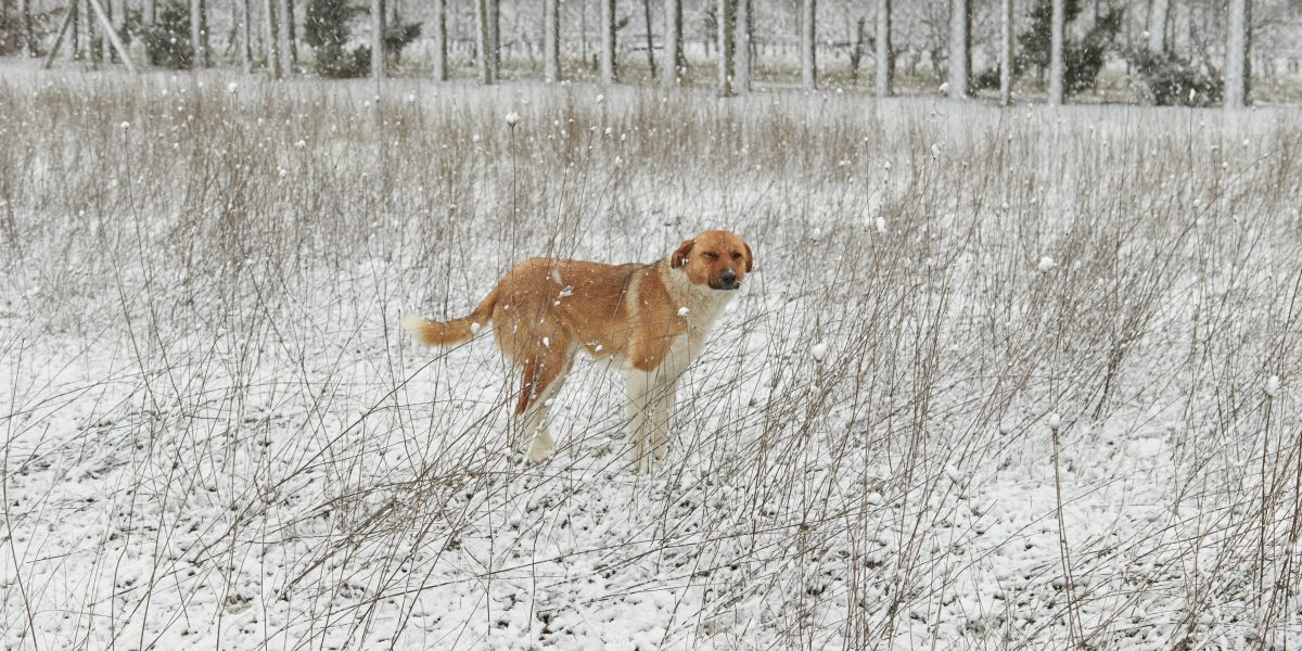 Cuidados Pets Inverno: 7 Dicas Imperdíveis para Manter Cães e Gatos Confortáveis e Saudáveis!