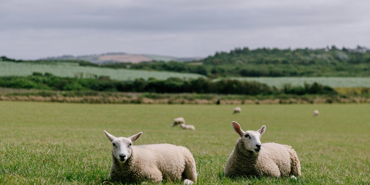 Guia Completo para a Criação de Ovinos: Tosa e Manejo da Lã no Verão