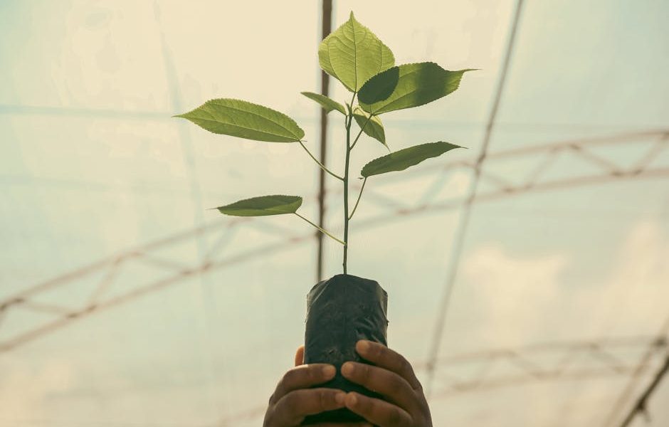 O Guia Definitivo da Poda: Domine Técnicas e Descubra as Melhores Tesouras para Todas as Plantas! 🌿✂️