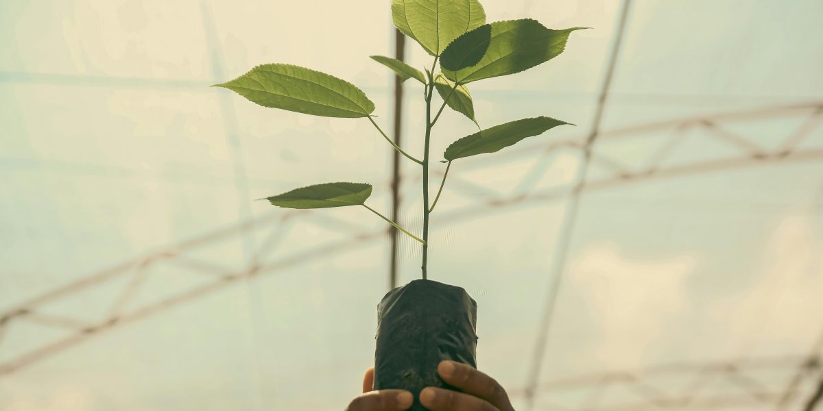 O Guia Definitivo da Poda: Técnicas e Melhores Tesouras para Cada Tipo de Planta