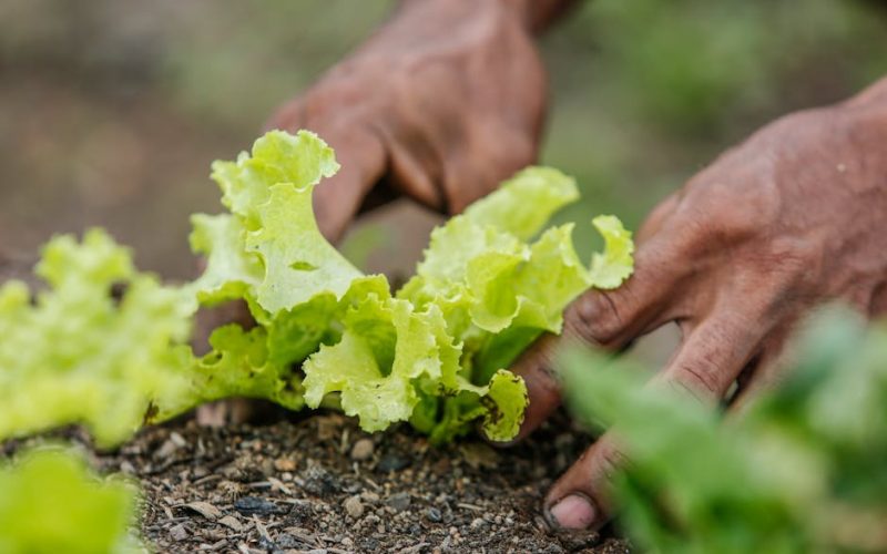 Transforme Restos de Horta e Cozinha em Ouro: Guia Completo para uma Compostagem Eficaz!