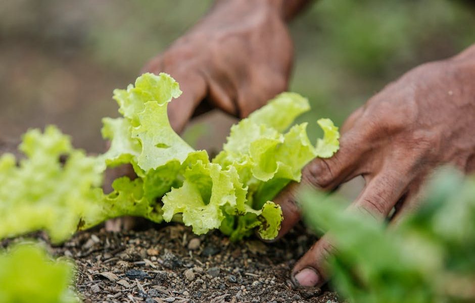 Transforme Restos de Horta e Cozinha em Ouro: Guia Completo para uma Compostagem Eficaz!