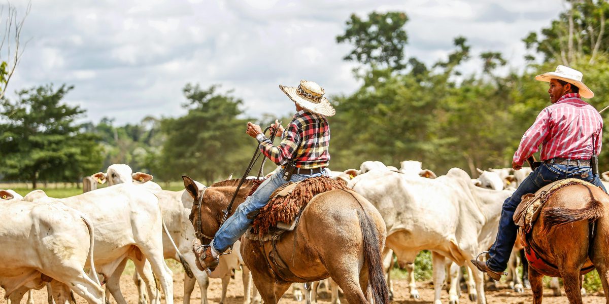 Descubra o Valor do Sal Mineral: Como Escolher o Suplemento Perfeito para Cada Fase do Gado!