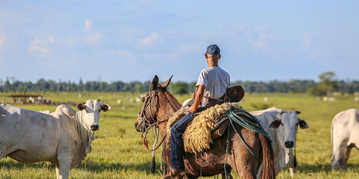 Como o Manejo de Esterco e Dejetos Pode Transformar Resíduos em Lucro