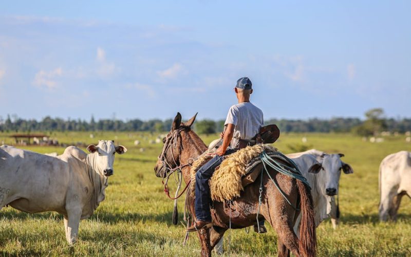O Manejo Ideal da Alimentação para Cavalos Atletas: Dicas Cruciais para Produtores Rurais