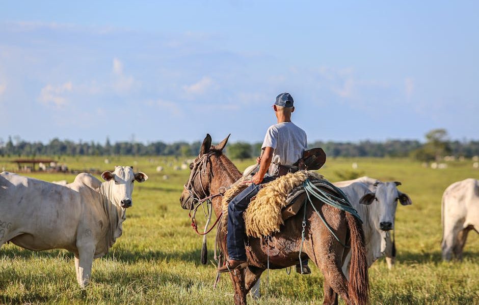 Transforme Sua Pecuária: O Guia Completo para Cultivo e Uso de Silagem de Milho e Sorgo na Alimentação Animal!